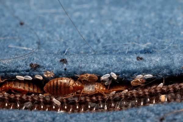 Professional Bed Bug Exterminator