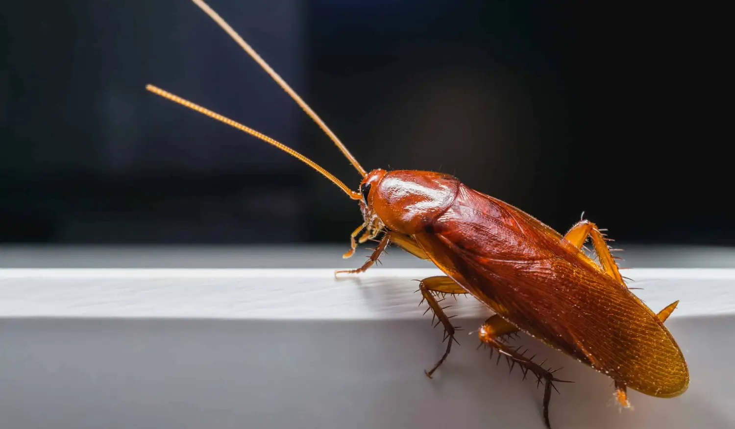 Cockroach Pest Control Exterminator Brisbane