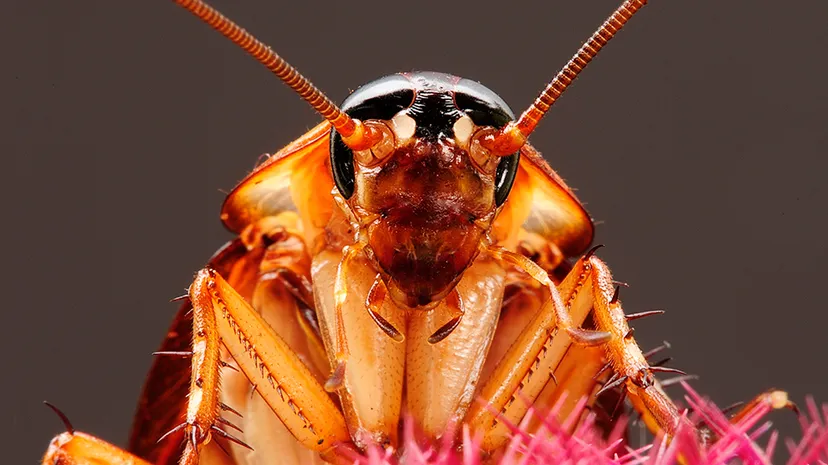 Expert Cockroach Treatment